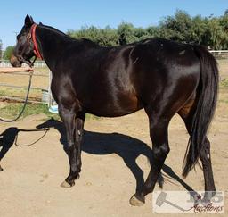 "Shimmering Sky"- 2012 Registered Thoroughbred Mare in Foal to North Light 16 Hands