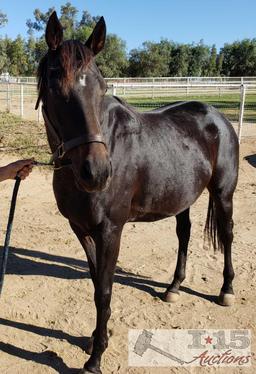 "Shimmering Sky"- 2012 Registered Thoroughbred Mare in Foal to North Light 16 Hands