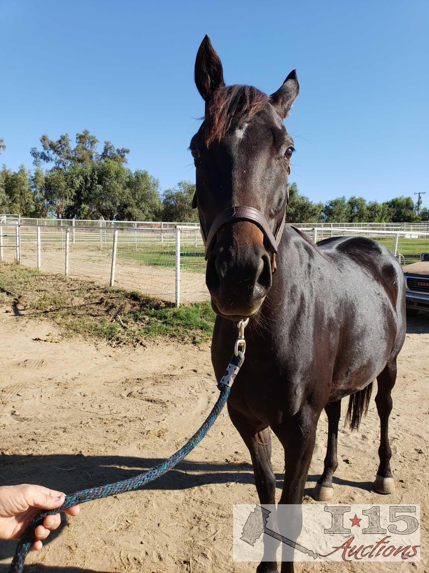 "Shimmering Sky"- 2012 Registered Thoroughbred Mare in Foal to North Light 16 Hands