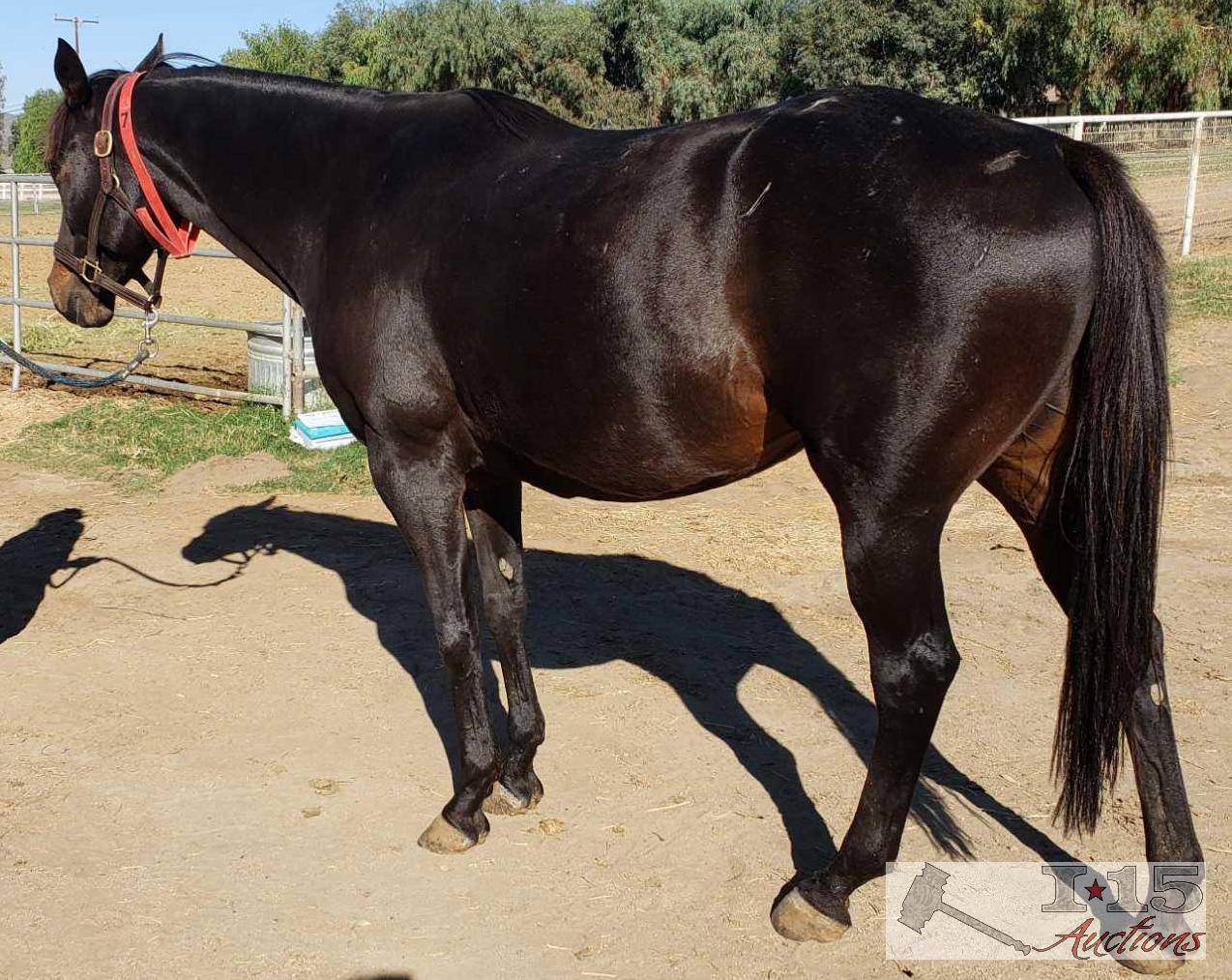 "Shimmering Sky"- 2012 Registered Thoroughbred Mare in Foal to North Light 16 Hands