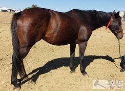 "Switch It Up"- 2006 Registered Thoroughbred Mare