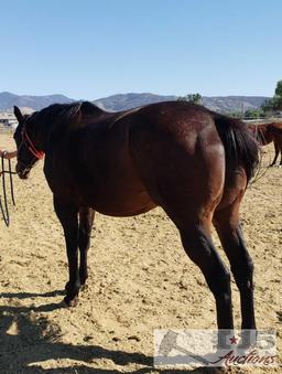 "Switch It Up"- 2006 Registered Thoroughbred Mare