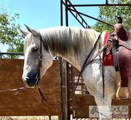 "Flea" 1100 lb Gray Grade Gelding- See Video!