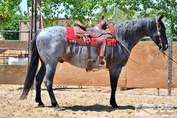 "Roanie" 1350 lb Blue Roan Grade Gelding- See Video!