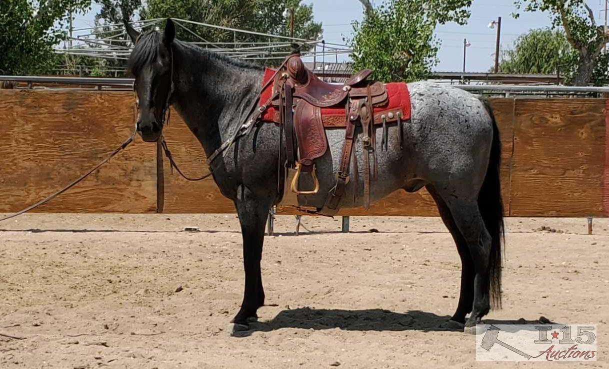 "Roanie" 1350 lb Blue Roan Grade Gelding- See Video!