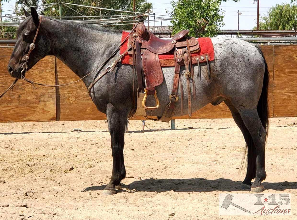 "Roanie" 1350 lb Blue Roan Grade Gelding- See Video!