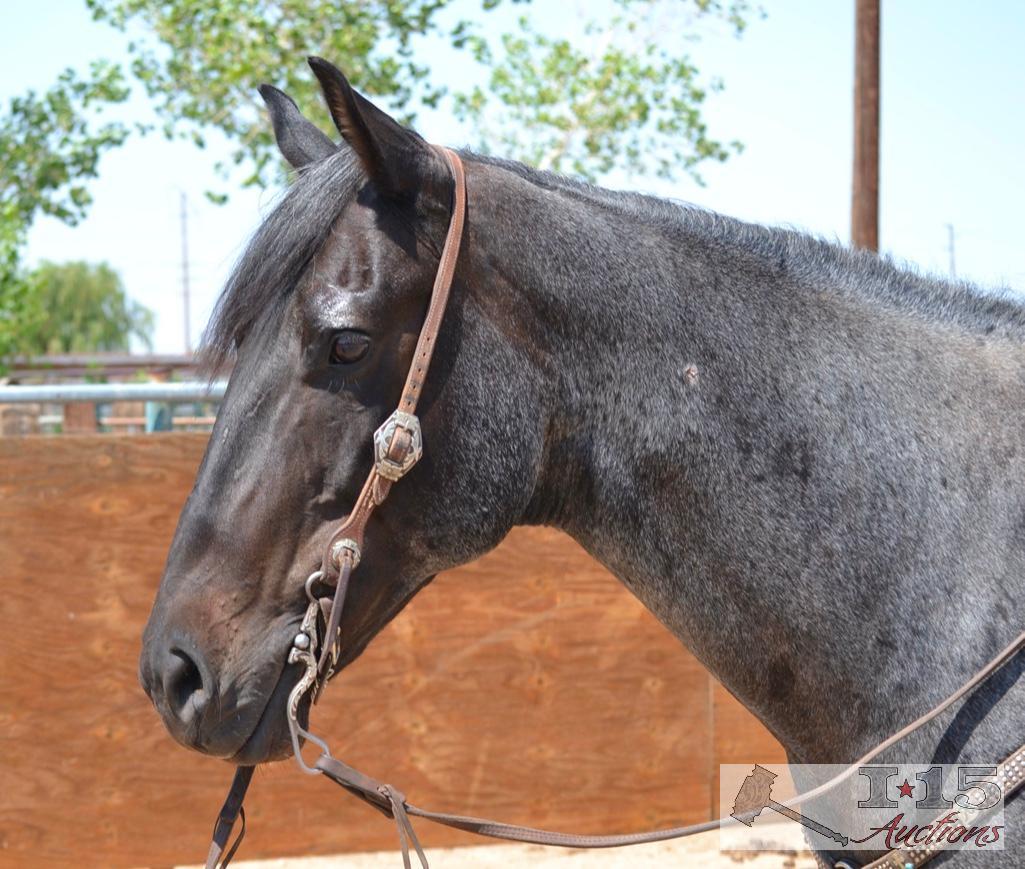 "Roanie" 1350 lb Blue Roan Grade Gelding- See Video!