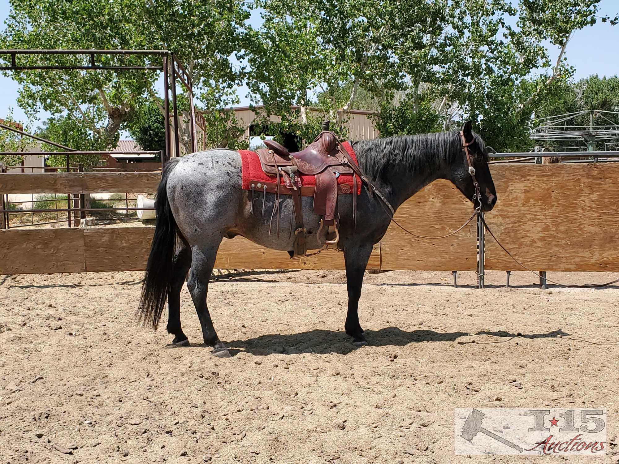 "Roanie" 1350 lb Blue Roan Grade Gelding- See Video!