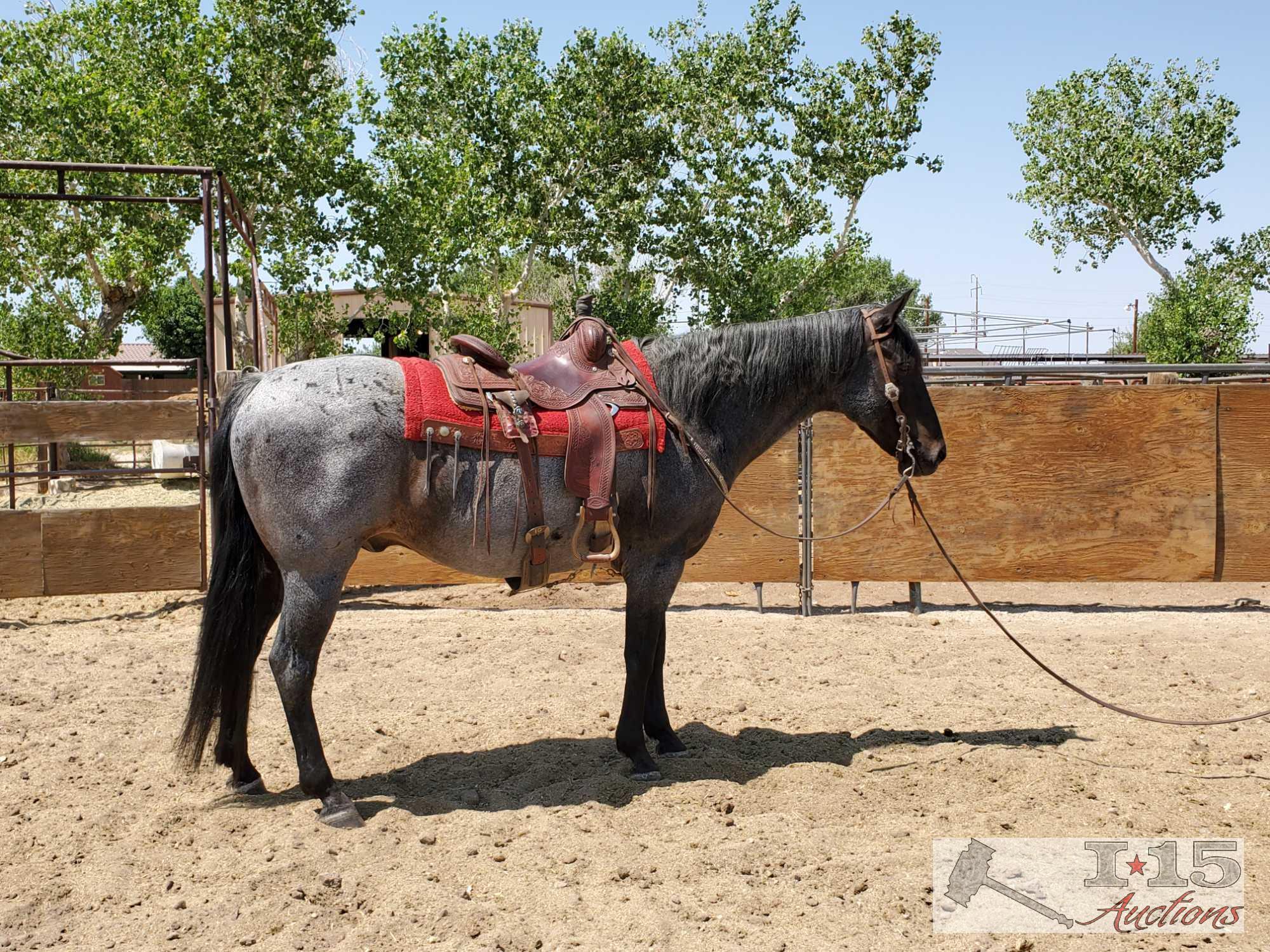 "Roanie" 1350 lb Blue Roan Grade Gelding- See Video!