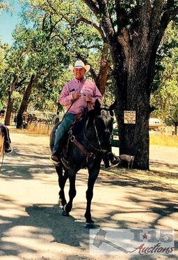 "Levi" 1350 lb Blue Roan Grade Gelding- See Video!