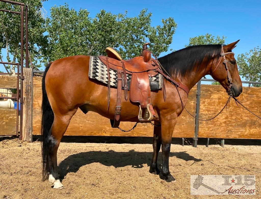 "Freddy" 1150 lb Bay Grade Gelding- See Video!