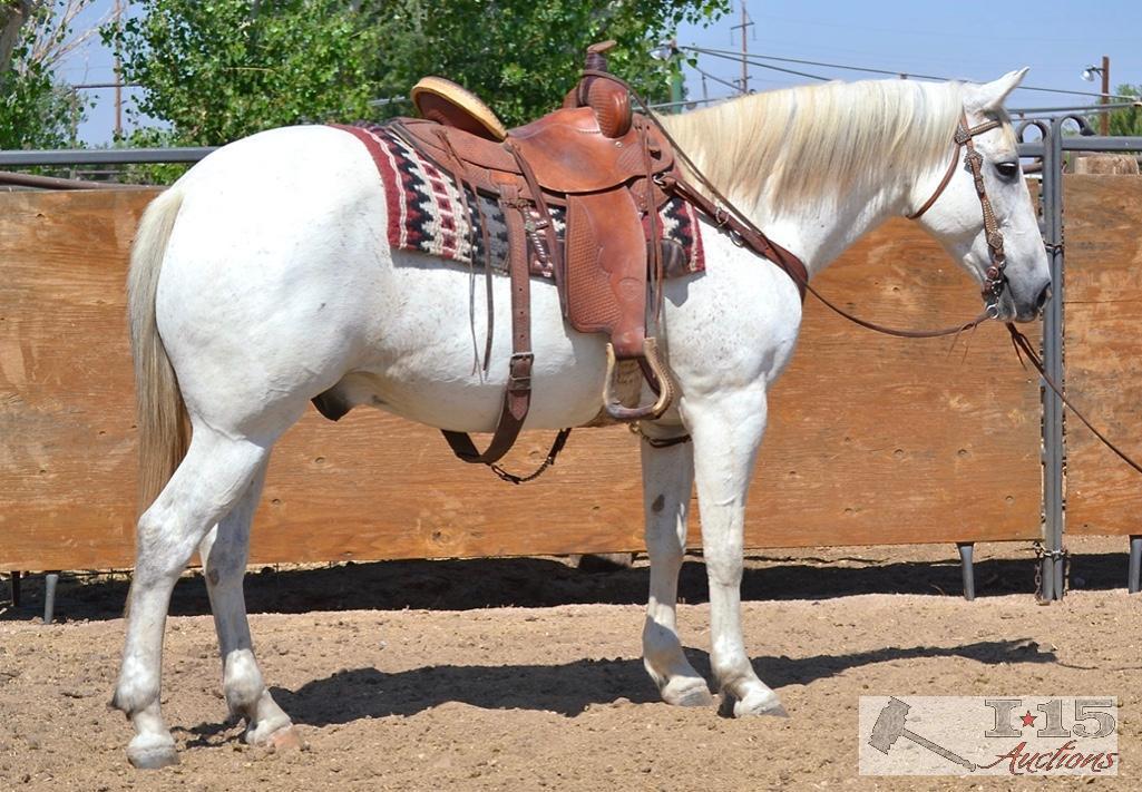 "Gunner" 1150 lb Gray Grade Gelding- See Video!