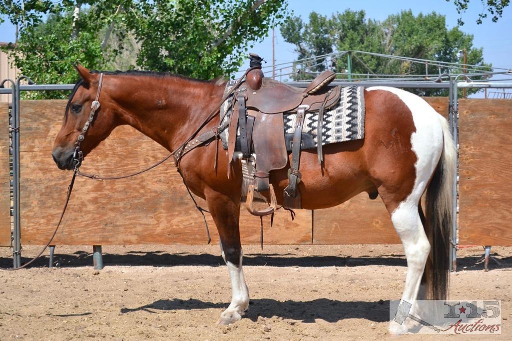 "Gumby" 1100 lb Tobiano Paint Grade Gelding- See Video!