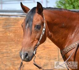 "Gumby" 1100 lb Tobiano Paint Grade Gelding- See Video!