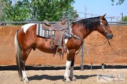 "Gumby" 1100 lb Tobiano Paint Grade Gelding- See Video!