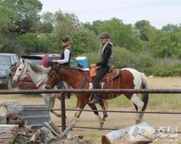 "Gumby" 1100 lb Tobiano Paint Grade Gelding- See Video!