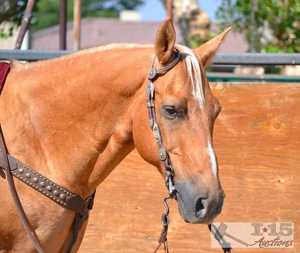 "Ronald McDonald" 1150 lb Palomino Grade Gelding- See Video!