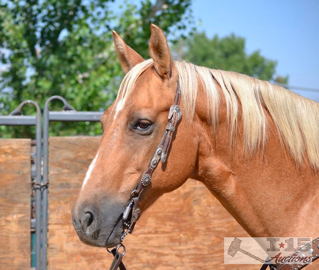 "Ronald McDonald" 1150 lb Palomino Grade Gelding- See Video!