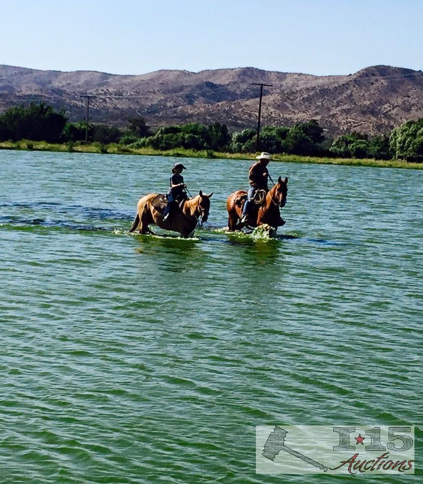 "Ronald McDonald" 1150 lb Palomino Grade Gelding- See Video!