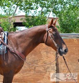 "Sir Lancelot" 1100 lb Chestnut Grade Gelding- See Video!