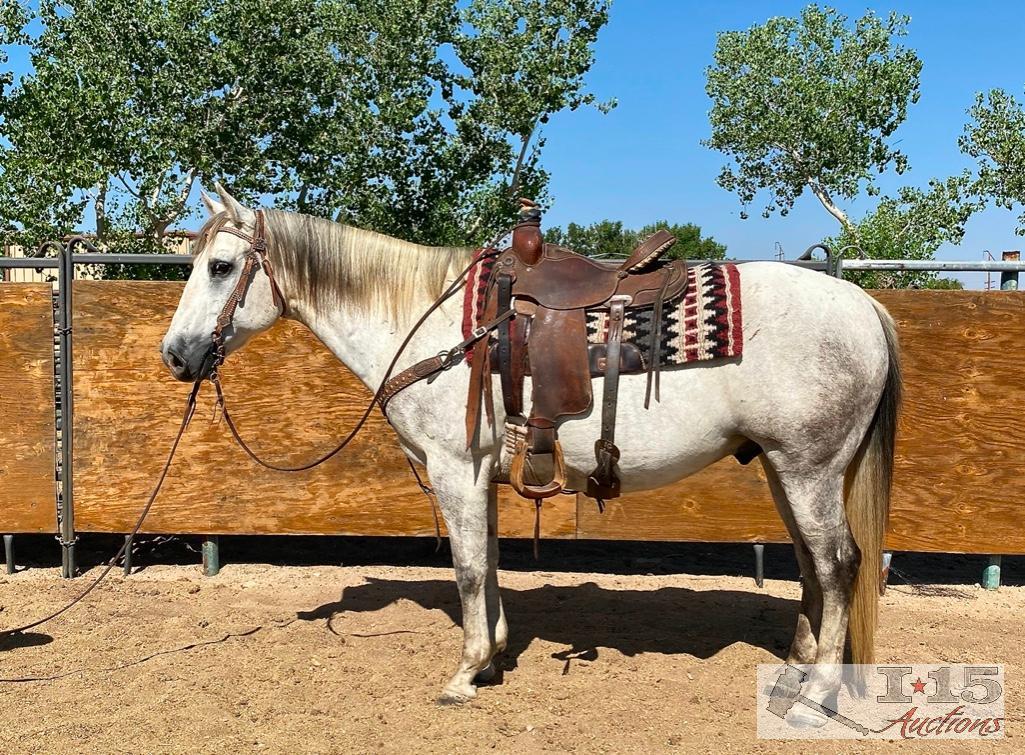 "Smokey" 1200 lb Gray Grade Gelding- See Video!