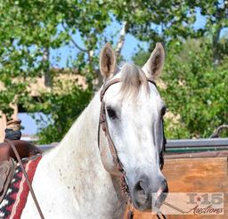 "Smokey" 1200 lb Gray Grade Gelding- See Video!