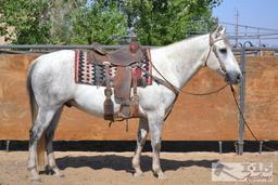 "Smokey" 1200 lb Gray Grade Gelding- See Video!