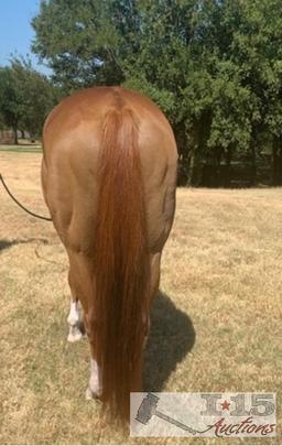 "De Great Jess" AQHA Registered Dun Gelding- See Video!