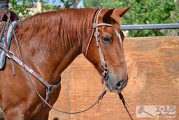 "Skippy" 1100 lb Chestnut Grade Gelding- See Video!