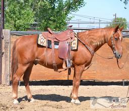 "Rascal". 1000 lb Sorrel Grade Gelding- See Video!