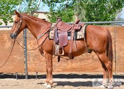 "Rascal". 1000 lb Sorrel Grade Gelding- See Video!