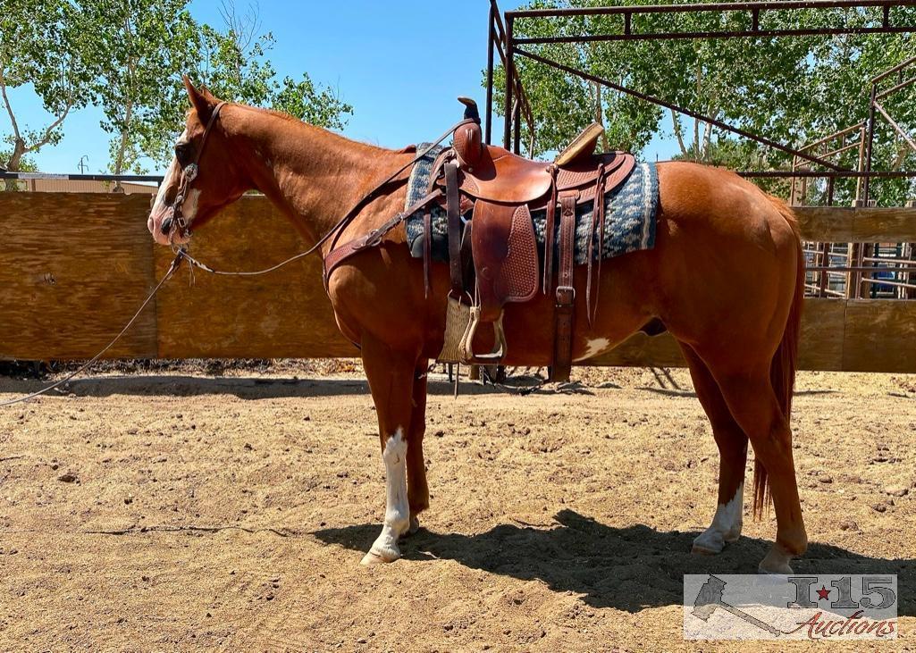 "Zip" 1100 lb Grade Sorrel Overo Paint Gelding- See Video!