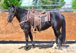 "Lilly" 1050 lb Black Friesian Cross Grade Mare- See Video!