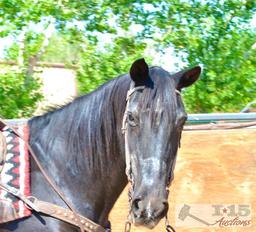 "Lilly" 1050 lb Black Friesian Cross Grade Mare- See Video!