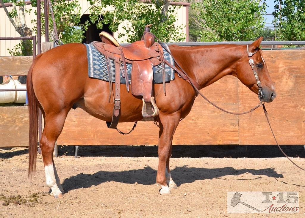 "Rio" 1100 lb Sorrel Grade Gelding- See Video!