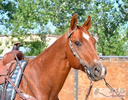 "Rio" 1100 lb Sorrel Grade Gelding- See Video!