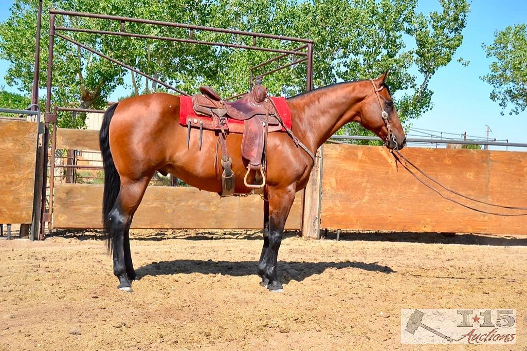 "Maxwell" 1250 lb Big Bay Grade Gelding- See Video!