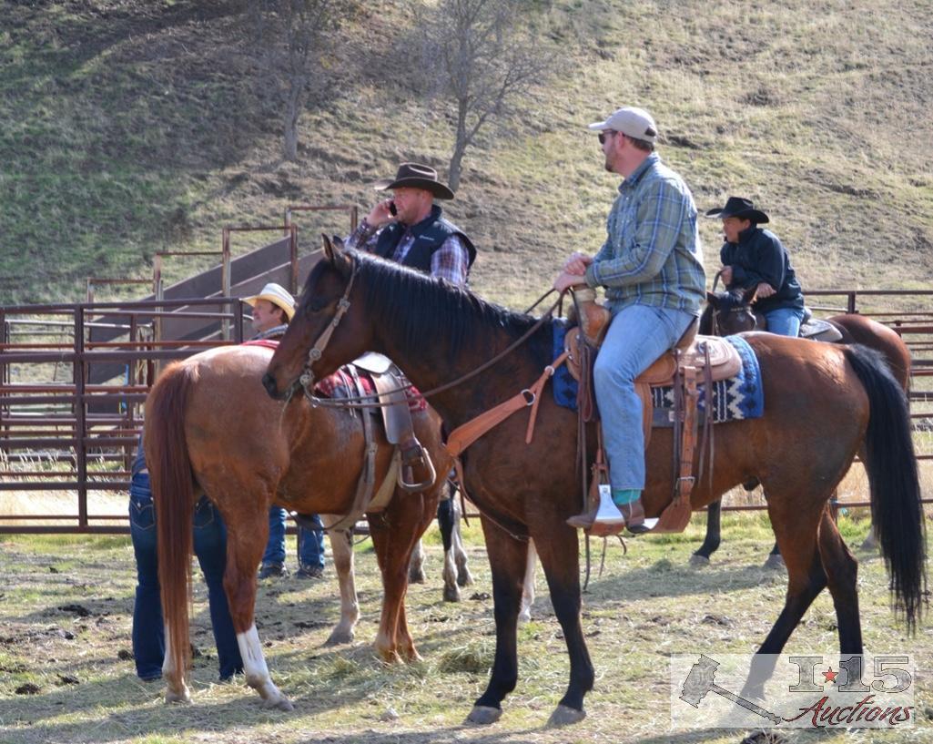 "Maxwell" 1250 lb Big Bay Grade Gelding- See Video!