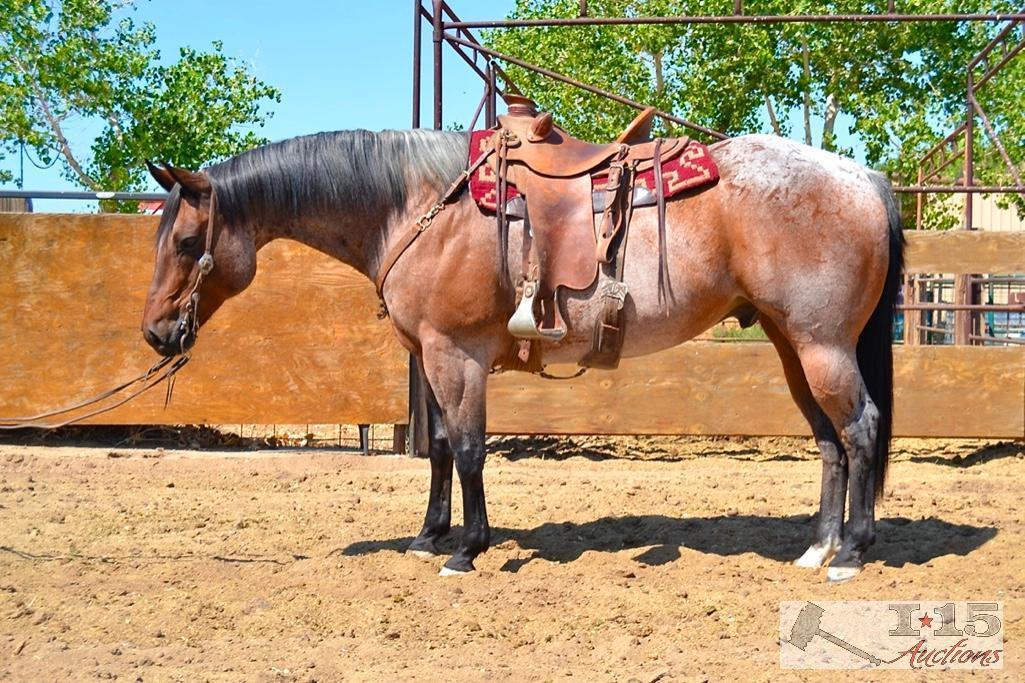 "Big Jake" 1350 lb Bay Roan Grade Gelding- See Video!