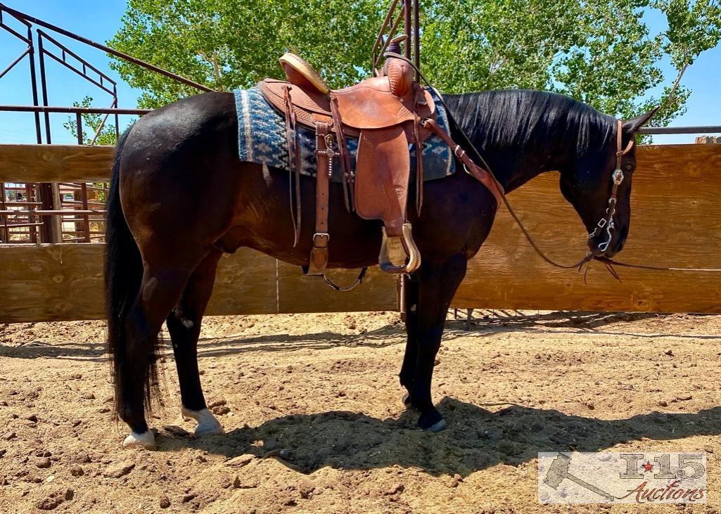 "Scooter" aka Edward 1150 lb Black Grade Gelding- See Video!