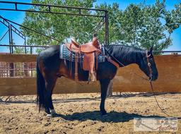 "Scooter" aka Edward 1150 lb Black Grade Gelding- See Video!