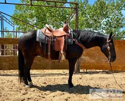 "Scooter" aka Edward 1150 lb Black Grade Gelding- See Video!