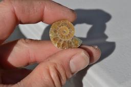 20.16 Carat Fantastic Fossilized Seashell Ammolite