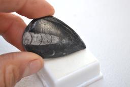 59.03 Carat Orthoceras Cabochon