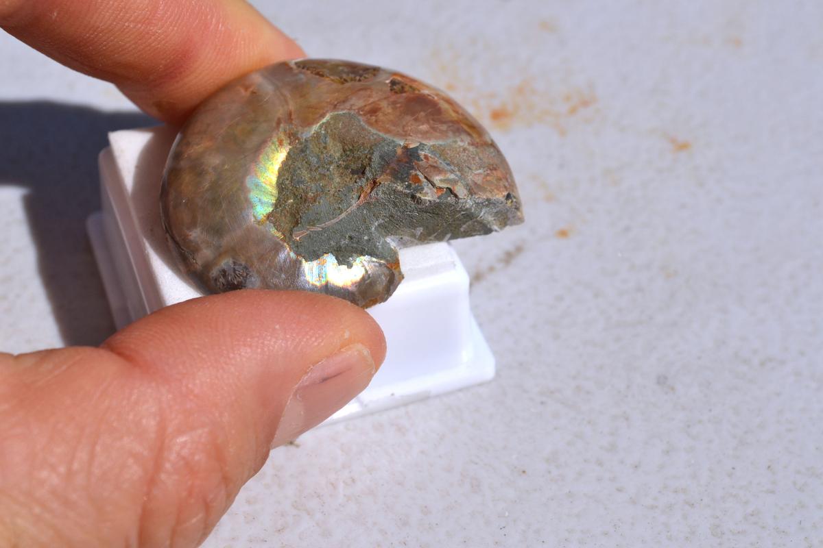 79.91 Carat Fine Fossilized Seashell Ammolite