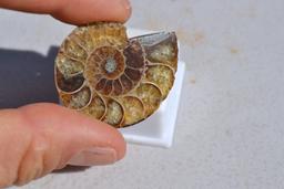 79.91 Carat Fine Fossilized Seashell Ammolite