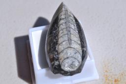 104.55 Carat Fossilized Orthoceras Cabochon