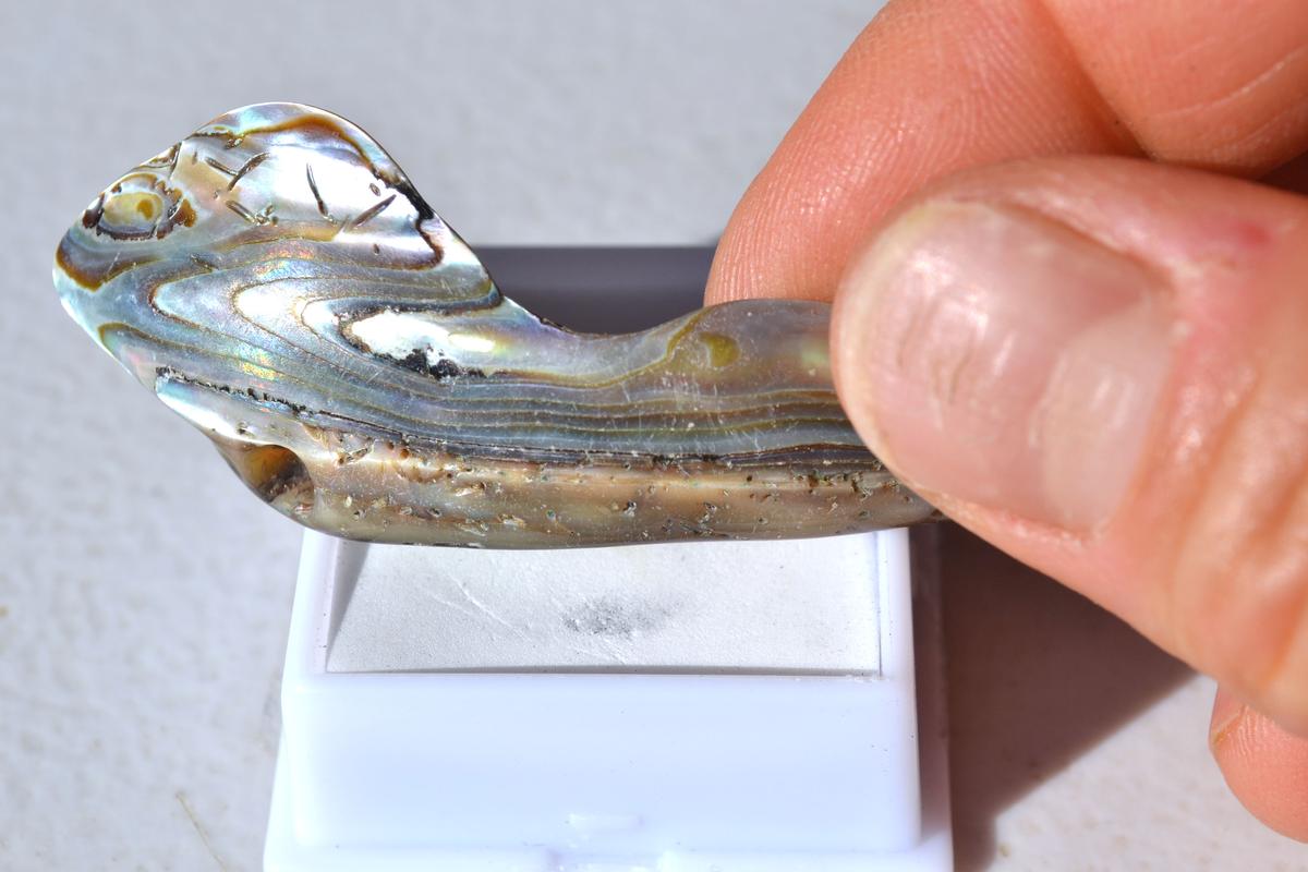 28.40 Carat Abalone Shell