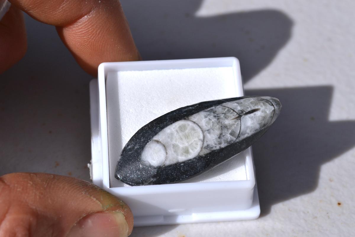 37.23 Carat Orthoceras Cabochon