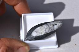 37.23 Carat Orthoceras Cabochon